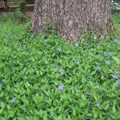 Evergreen Periwinkle - Vinca Minor - 6 Pack Of Pint Pots -Garden Supplies Sales 2024 Picture Vinca Minor Around tree 1