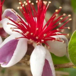 Pineapple Guava - Feijoa Sellowiana - 3 Gallon Pot 12 Pineapple Guava - Feijoa Sellowiana - 3 Gallon Pot -Garden Supplies Sales 2024 Pineapple Guava 20 500x750 2