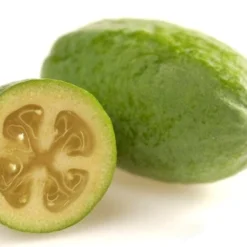 Pineapple Guava - Feijoa Sellowiana - 3 Gallon Pot 17 Pineapple Guava - Feijoa Sellowiana - 3 Gallon Pot -Garden Supplies Sales 2024 Pineapple Guava Fruit 1