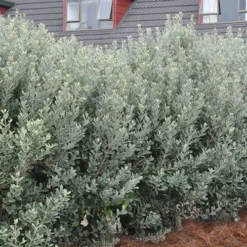 Pineapple Guava -Feijoa Sellowiana - 7 Gallon Pot 15 Pineapple Guava -Feijoa Sellowiana - 7 Gallon Pot -Garden Supplies Sales 2024 Pineapple Guava Hedge