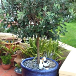 Pineapple Guava - Feijoa Sellowiana - 3 Gallon Pot 14 Pineapple Guava - Feijoa Sellowiana - 3 Gallon Pot -Garden Supplies Sales 2024 Pineapple Guava In Pot 500x750 2