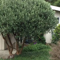 Pineapple Guava - Feijoa Sellowiana - 3 Gallon Pot 13 Pineapple Guava - Feijoa Sellowiana - 3 Gallon Pot -Garden Supplies Sales 2024 Pineapple Guava Tree 21 1