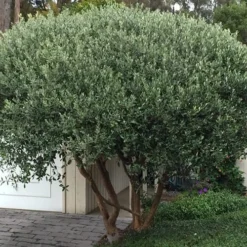 Pineapple Guava - Feijoa Sellowiana - 3 Gallon Pot 16 Pineapple Guava - Feijoa Sellowiana - 3 Gallon Pot -Garden Supplies Sales 2024 Pineapple Guava Tree 22 1