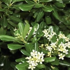 Green Pittosporum (Japanese Mock Orange) - 3 Gallon Pot