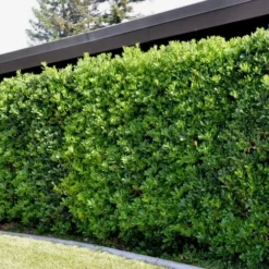 Green Pittosporum (Japanese Mock Orange) - 3 Gallon Pot -Garden Supplies Sales 2024 Pittosporum Green Tall Hedge