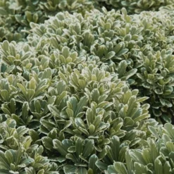 Mojo Dwarf Variegated Pittosporum - 2 Gallon Pot -Garden Supplies Sales 2024 Pittosporum Mojo 11 1