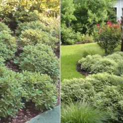 Mojo Dwarf Variegated Pittosporum - 2 Gallon Pot -Garden Supplies Sales 2024 Pittosporum Mojo 6 1