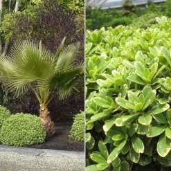 Mojo Dwarf Variegated Pittosporum - 1 Gallon Pot -Garden Supplies Sales 2024 Pittosporum Mojo 7