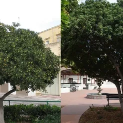 Green Pittosporum (Japanese Mock Orange) - 3 Gallon Pot -Garden Supplies Sales 2024 Pittosporum Tree Form