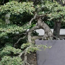 Variegated Pittosporum - Japanese Mock Orange - 1 Gallon Pot -Garden Supplies Sales 2024 Pittosporum Variegated Bonsai