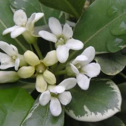 Variegated Pittosporum - Japanese Mock Orange - 1 Gallon Pot -Garden Supplies Sales 2024 Pittosporum Variegated Flowers 1