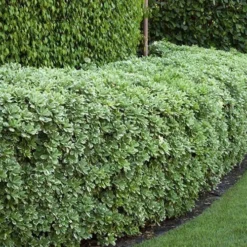 Variegated Pittosporum - Japanese Mock Orange - 1 Gallon Pot -Garden Supplies Sales 2024 Pittosporum variegated 50