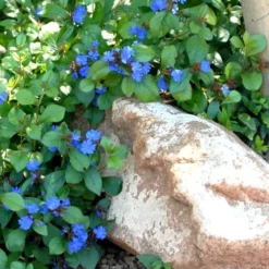 Hardy Blue Plumbago (Ceratostigma Plumbaginoides) - 1 Gallon Pot -Garden Supplies Sales 2024 Plumbago Ceratostigma Rev 500x750 4