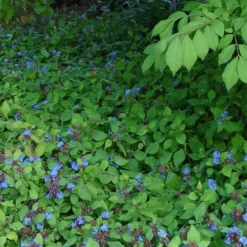 Hardy Blue Plumbago - Ceratostigma Plumbaginoides - 10 Pack Of Pint Pots -Garden Supplies Sales 2024 Plumbago hardy 2