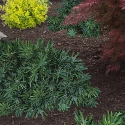 Pringles Dwarf Podocarpus Yew - 1 Gallon Pot -Garden Supplies Sales 2024 Podocarpus Pringles 15