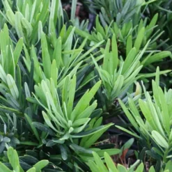 Pringles Dwarf Podocarpus Yew - 6 Pack Of 1 Gallon Pots -Garden Supplies Sales 2024 Podocarpus Pringles 2 1