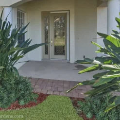 Pringles Dwarf Podocarpus Yew - 3 Gallon Pot -Garden Supplies Sales 2024 Podocarpus Pringles 21 2