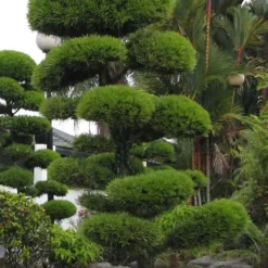 Podocarpus Macrophyllus Upright Yew - 3 Gallon Pot -Garden Supplies Sales 2024 Podocarpus Upright Yew 10