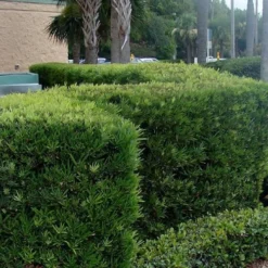 Podocarpus Macrophyllus Upright Yew - 3 Gallon Pot -Garden Supplies Sales 2024 Podocarpus Upright Yew 11