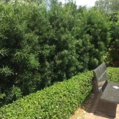 Podocarpus Macrophyllus Upright Yew - 3 Gallon Pot -Garden Supplies Sales 2024 Podocarpus Upright Yew 12