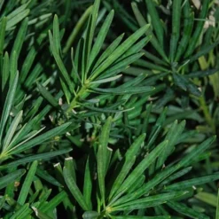 Podocarpus Macrophyllus Upright Yew - 3 Gallon Pot -Garden Supplies Sales 2024 Podocarpus Upright Yew 13