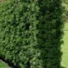 Podocarpus Macrophyllus Upright Yew - 3 Gallon Pot