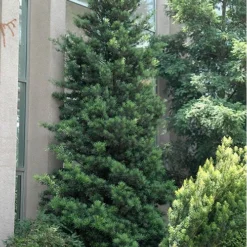 Podocarpus Macrophyllus Upright Yew - 3 Gallon Pot -Garden Supplies Sales 2024 Podocarpus Upright Yew 500x750 1