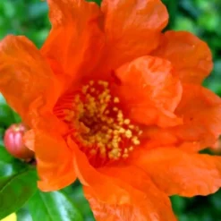 Russian 26 Cold Hardy Pomegranate - 1 Gallon Pot -Garden Supplies Sales 2024 Pomegranate Russian 26 11 3