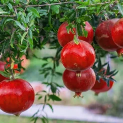 Russian Cold Hardy Pomegranate - 3 Gallon Pot -Garden Supplies Sales 2024 Pomegranate Russian 26 12 2