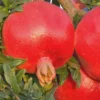 Russian 26 Cold Hardy Pomegranate - 1 Gallon Pot