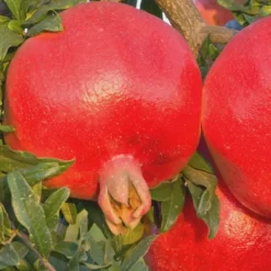 Salavatski Cold Hardy Russian Pomegranate - 1 Gallon Pot -Garden Supplies Sales 2024 Pomegranate Russian 26 Rev 500x750 5