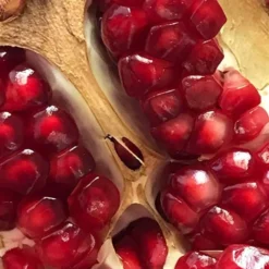 Salavatski Cold Hardy Russian Pomegranate - 1 Gallon Pot -Garden Supplies Sales 2024 Pomegranate Salavatski 2 2