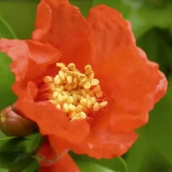 Austin Pomegranate - 3 Gallon Pot -Garden Supplies Sales 2024 Pomegranate Salavatski 3 1