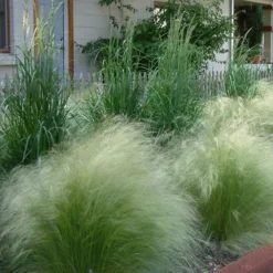 Pony Tails Mexican Feather Grass (Stipa Tennuissima) - 5 Pack Of Quart Pots -Garden Supplies Sales 2024 Ponytails Grass Mexican Feather Rev 500x750 2