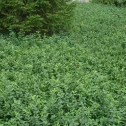 Purple Wintercreeper (Euonymus Fortunei 'Coloratus') - 36 Pack Of Pint Pots -Garden Supplies Sales 2024 Purple Wintercreeper 5