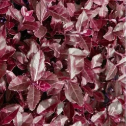 Purple Wintercreeper (Euonymus Fortunei 'Coloratus') - 36 Pack Of Pint Pots -Garden Supplies Sales 2024 Purple Wintercreeper 7