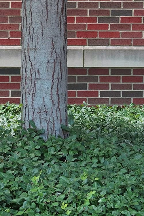 Purple Wintercreeper (Euonymus Fortunei 'Coloratus') - 6 Pack Of Pint Pots 7 Purple Wintercreeper (Euonymus Fortunei 'Coloratus') - 6 Pack Of Pint Pots - Image 7