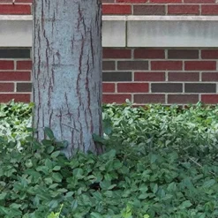 Purple Wintercreeper (Euonymus Fortunei 'Coloratus') - 36 Pack Of Pint Pots -Garden Supplies Sales 2024 Purple Wintercreeper 8