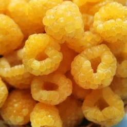 Fall Gold Raspberry - 1 Gallon Pot -Garden Supplies Sales 2024 Raspberry Fall Gold 2