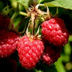 Heritage Raspberry - 6 Pack Of 1 Gallon Pots