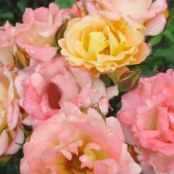 Peach Drift Groundcover Rose - 1 Gallon Pot -Garden Supplies Sales 2024 Rose Drift Peach 2