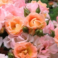 Peach Drift Groundcover Rose - 3 Gallon Pot 9 Peach Drift Groundcover Rose - 3 Gallon Pot -Garden Supplies Sales 2024 Rose Drift Peach 22