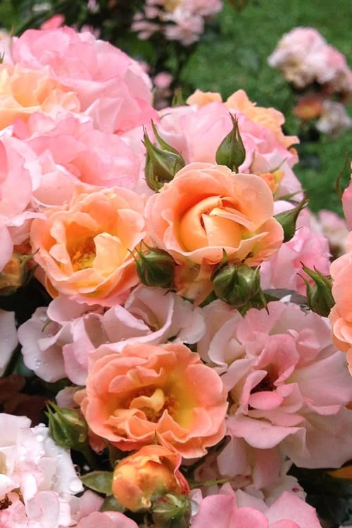Peach Drift Groundcover Rose - 3 Gallon Pot 5 Peach Drift Groundcover Rose - 3 Gallon Pot - Image 5
