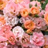 Peach Drift Groundcover Rose - 3 Gallon Pot