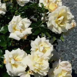 Popcorn Drift Groundcover Rose - 2 Gallon Pot -Garden Supplies Sales 2024 Rose Drift Popcorn 10 1
