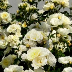Popcorn Drift Groundcover Rose - 1 Gallon Pot -Garden Supplies Sales 2024 Rose Drift Popcorn 16