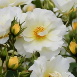 Popcorn Drift Groundcover Rose - 3 Gallon Pot