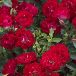 Red Drift Groundcover Rose - 1 Gallon Pot