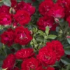 Red Drift Groundcover Rose - 2 Gallon Pot