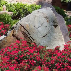 Red Drift Groundcover Rose - 1 Gallon Pot -Garden Supplies Sales 2024 Rose Drift Red 12 1